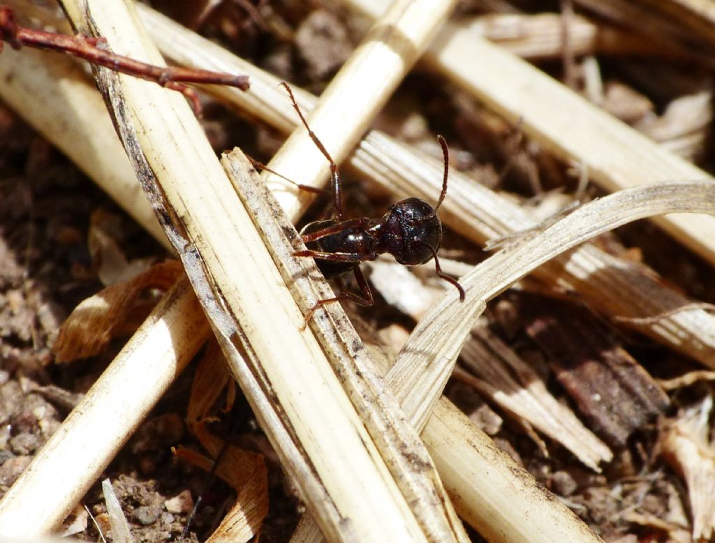 Zodarion sp. con preda (Messor wasmanni)